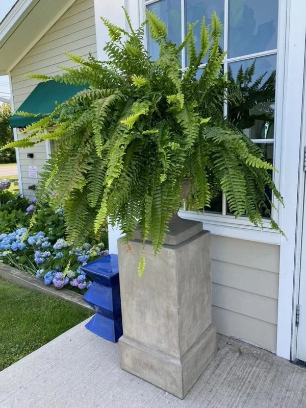 Last Day 75% OFF--UV Resistant Lifelike Artificial Boston Fern（PL）