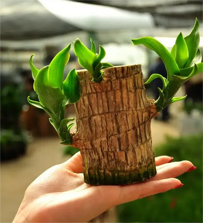 🔥2025 Best Seller🔥-Lucky Brazil Wood Potted Plant☘️