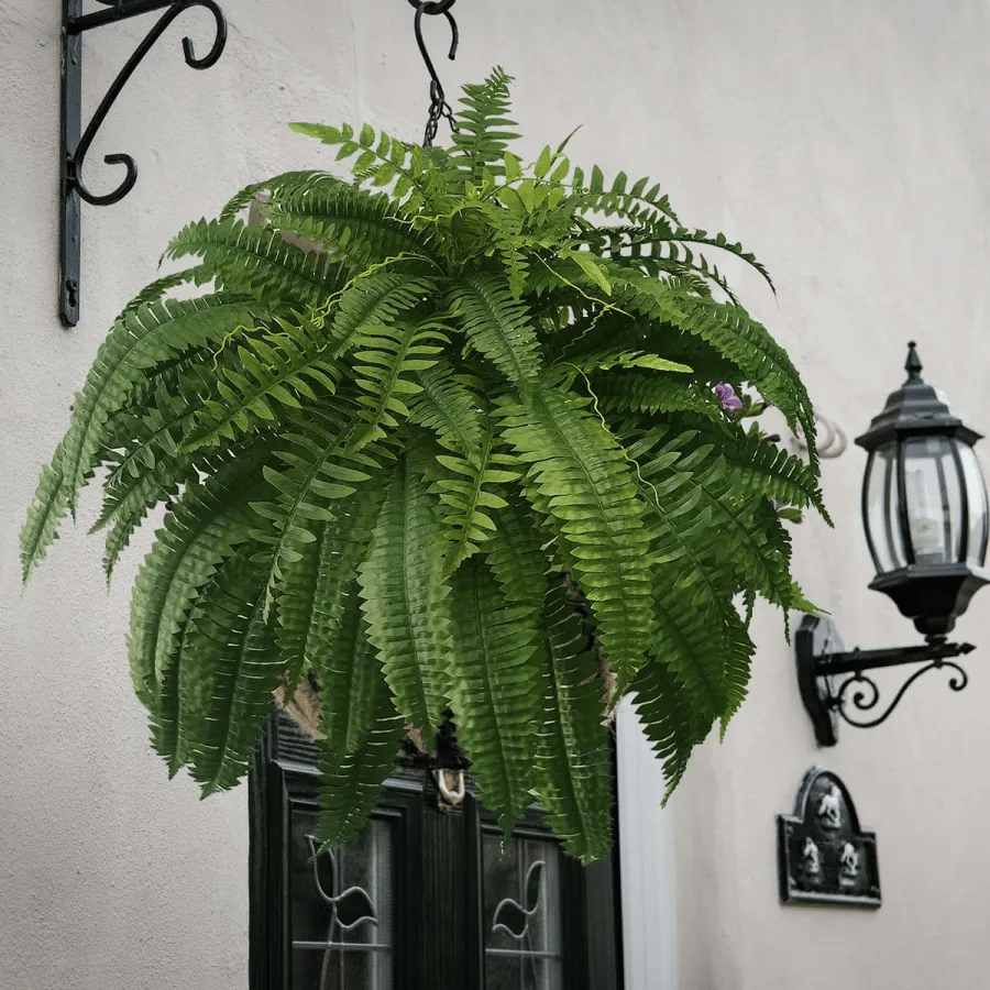 Last Day 75% OFF--UV Resistant Lifelike Artificial Boston Fern（PL）