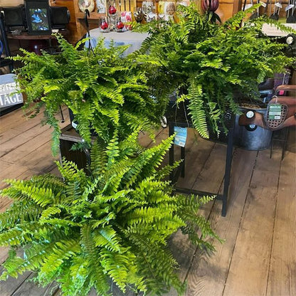 Last Day 75% OFF--UV Resistant Lifelike Artificial Boston Fern（PL）