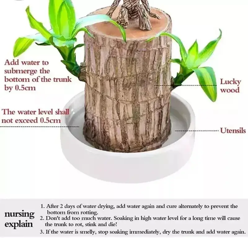 🔥2025 Best Seller🔥-Lucky Brazil Wood Potted Plant☘️